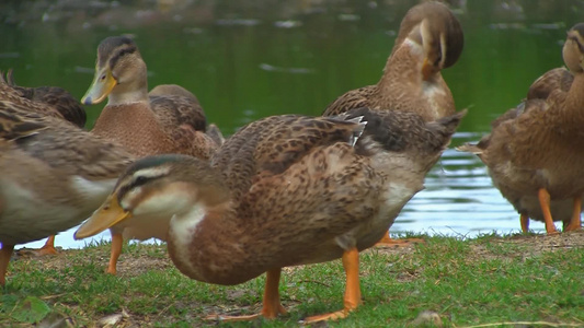 一群麻鸭休憩在湖岸边视频