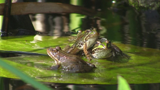 池塘荷叶上的青蛙视频