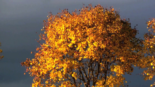 秋天金黄的树叶[黄时]视频