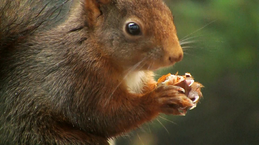 吃食物的松鼠视频