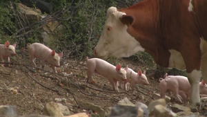 在野外被奶牛惊吓着的一群小猪9秒视频