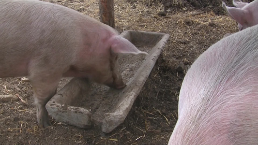 在水槽吃饭的猪视频