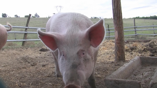 栅栏中寻找食物的猪视频