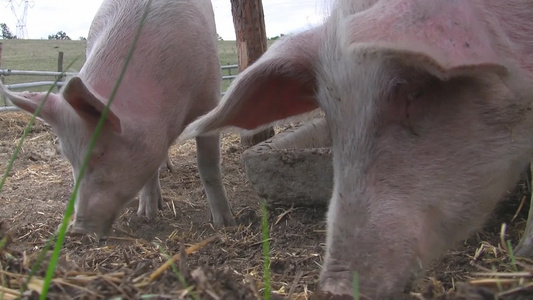 猪在吃东西视频