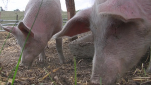 猪在吃东西21秒视频