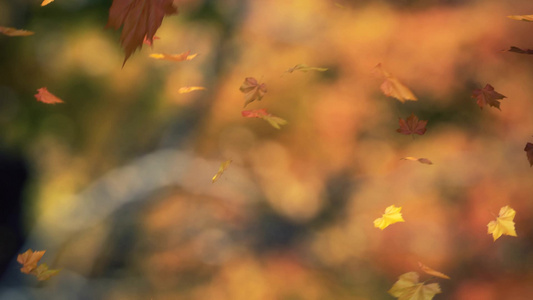 秋风中的落叶枫叶视频