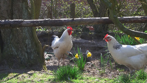 几只鸡在牧场草地上寻找食物9秒视频
