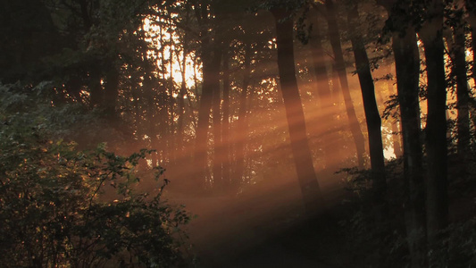 日落洒在树林里视频