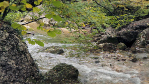 森林中流动的河流15秒视频