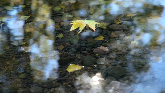 落叶漂浮在河上视频