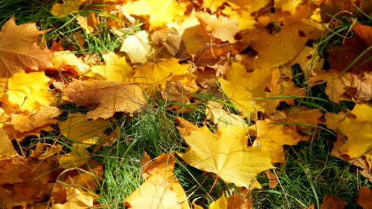 秋天的叶子落在绿色的草地上视频