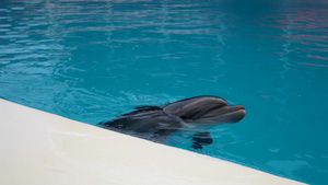 海豚在水池里游泳8秒视频