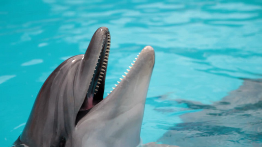 海豚探出水面微笑特写视频