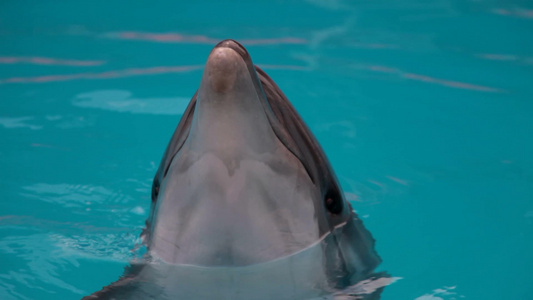 海豚头探出水面游泳特写视频