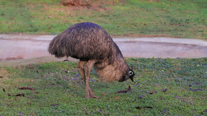 澳大利亚最大的鸟10秒视频