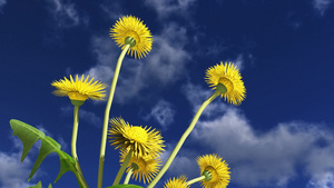 蓝天下飘动的黄色菊花10秒视频