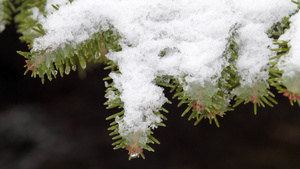 冬天被雪覆盖的松针10秒视频