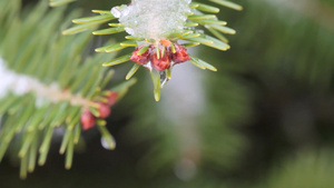 冬季树枝上的结冰融化滴落8秒视频