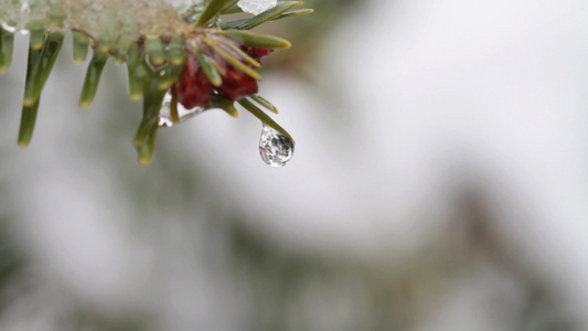 冬天松针上的雪在融化视频