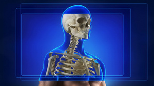 人体骨骼结构15秒视频