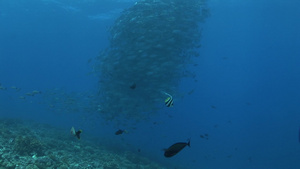 海底世界深海鱼类14秒视频