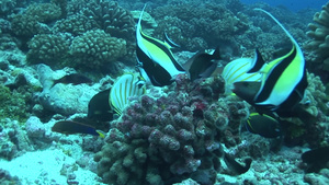 热带深海鱼群11秒视频