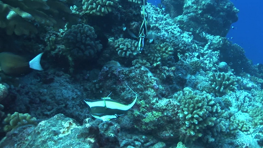 深海中的鱼群视频