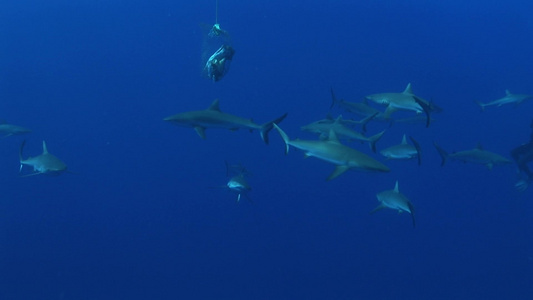 大海里围绕着鱼饵的鲨鱼视频