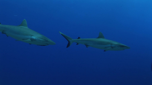 深海鲨鱼视频