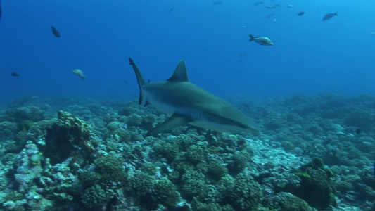 水下游动的鲨鱼视频
