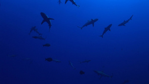 深海的鲨鱼群23秒视频