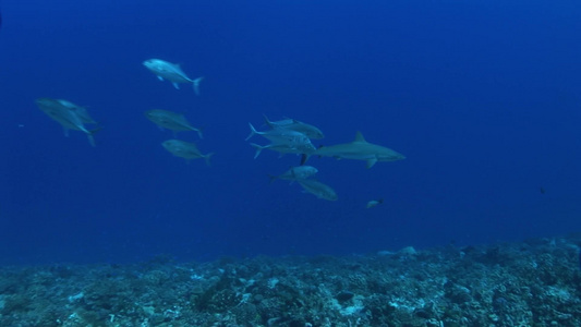 深海中的鲨鱼群视频