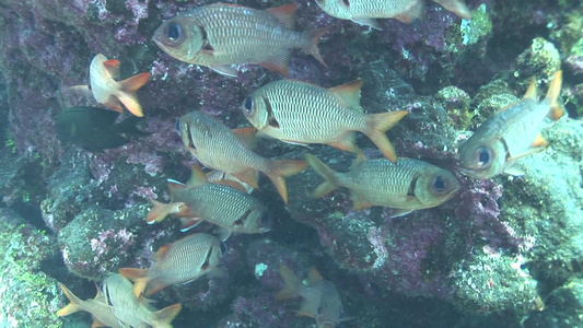 珊瑚礁旁一群游动的鱼视频
