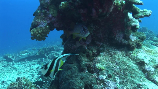 海底世界深海鱼类珊瑚视频