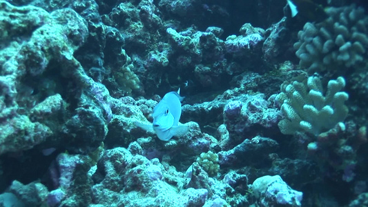 深海珊瑚处的鱼视频