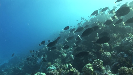 海底世界游动的鱼群视频