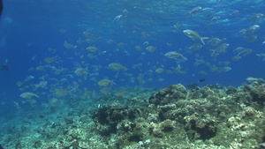 潜水拍摄珊瑚间鱼群游动21秒视频