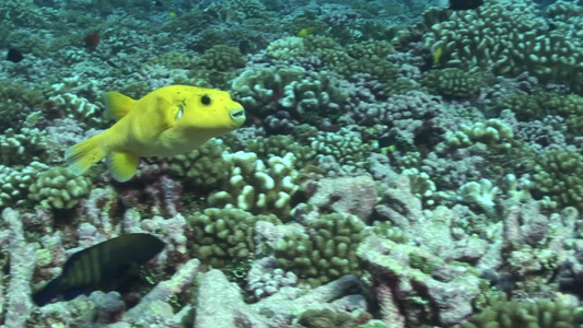 深海中的鱼群视频