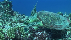热带深海海龟20秒视频