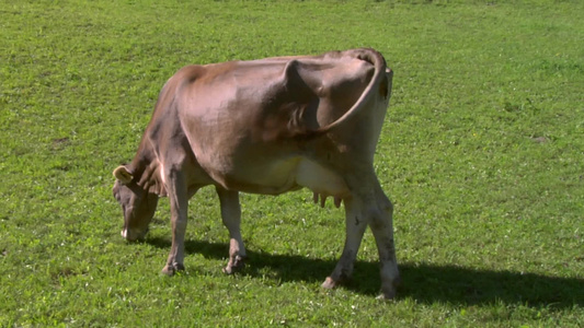 奶牛在草地上吃草[绿茵茵]视频