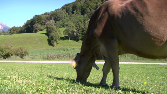 奶牛在草地上吃草视频