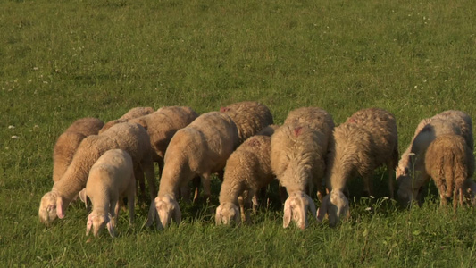 田野里吃草的羊群视频