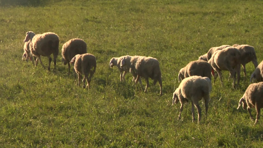 日落时田野上回牧场的羊群视频