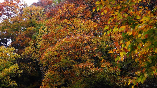 秋天的森林[森里]视频
