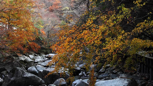 森林里的秋景和岩石7秒视频