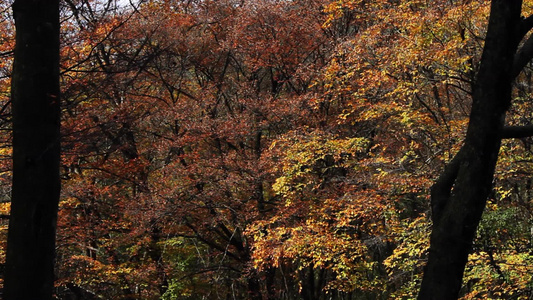 秋天的森林和山，黄叶飘落下来。视频