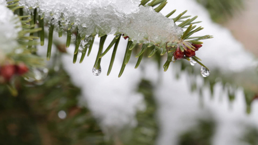 冬天室外树木上冰雪融化视频