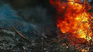 森林火灾14秒视频