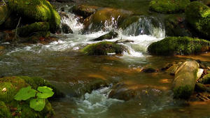 森林小溪有苔藓般的石头和纯净的淡水16秒视频