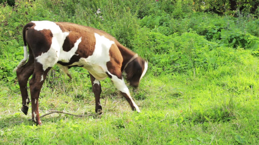 奶牛在绿油油的草地上吃草视频